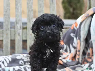 Miniature Poodle dogs for sale: Carrie - Ad 3