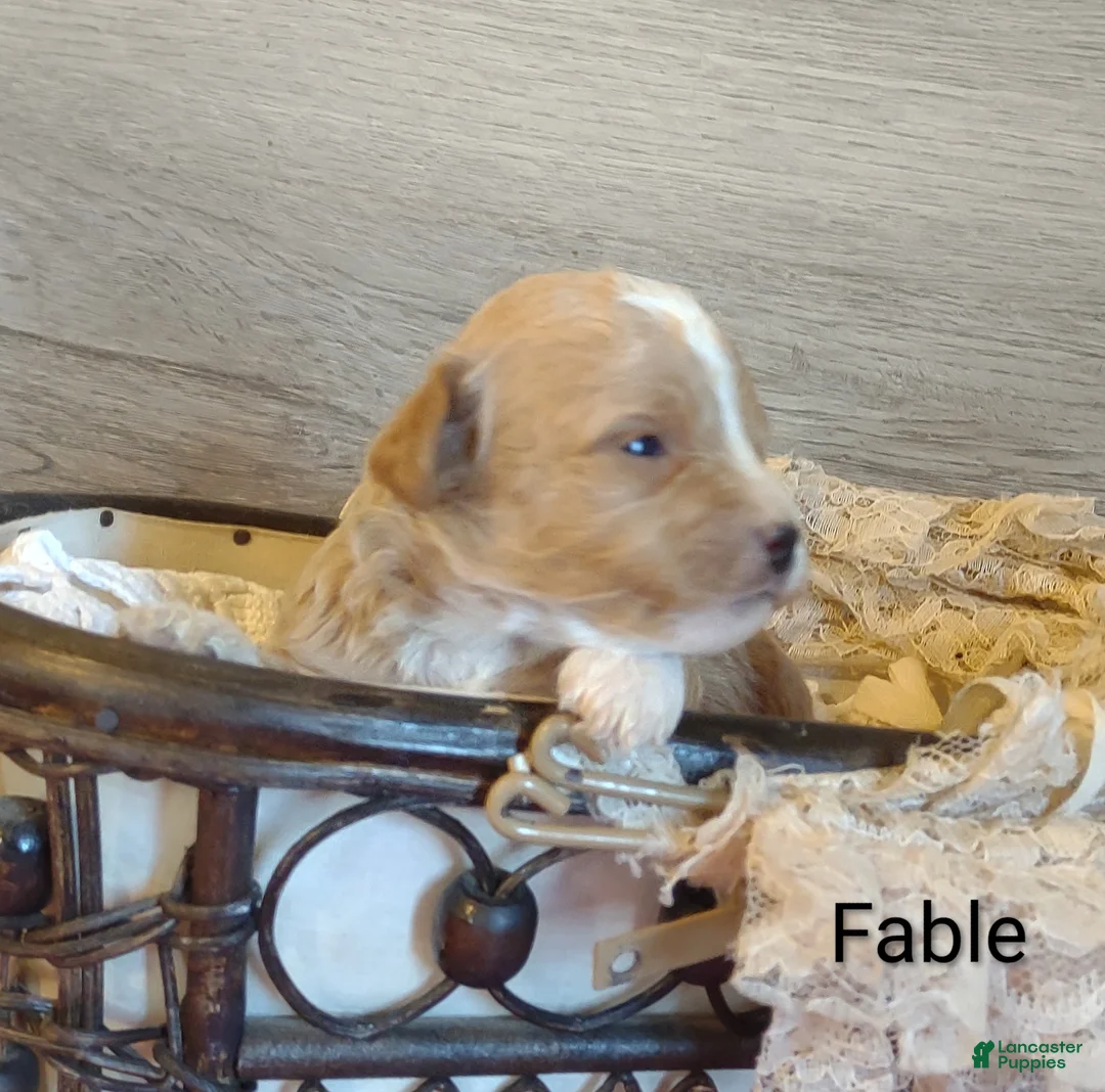 Shihpoo dogs for sale: Fable - Ad 2