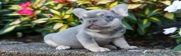 French Bulldog dogs for sale: Roxie🌸 - Ad 8