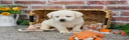 Labrador Retriever dogs for sale: Junior  - Ad 5