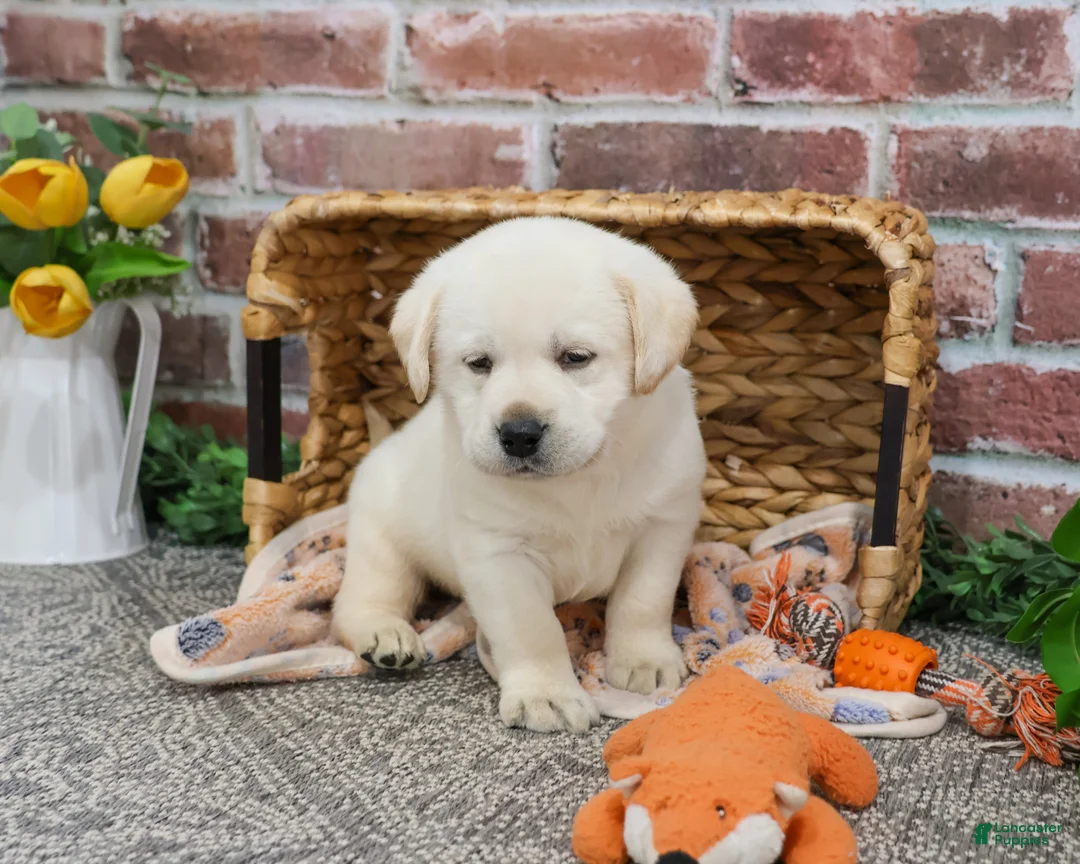 Labrador Retriever dogs for sale: Junior  - Ad 5