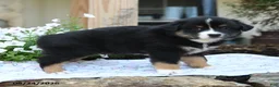 Miniature Australian Shepherd dogs for sale: Winston - Ad 3