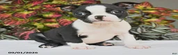 Boston Terrier dogs for sale: Jade - Ad 4