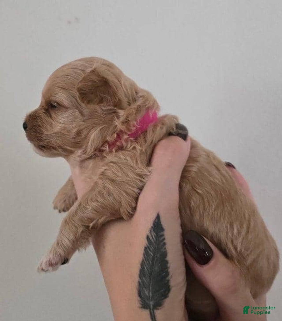 Maltipoo dogs for sale: Maya - Ad 1