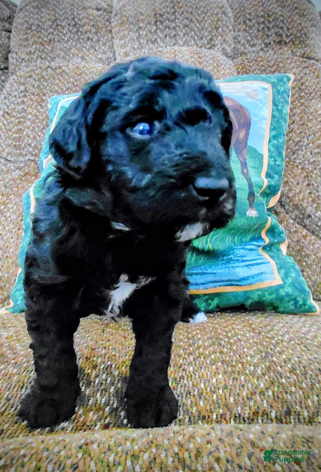 Mini Goldendoodle dogs for sale: Mini-Goldendoodle Puppy 2 - Ad 2