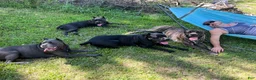 Cane Corso dogs for sale: Monte Carlo  - Ad 44