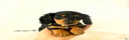 Miniature Dachshund dogs for sale: AKC Badger - Ad 4