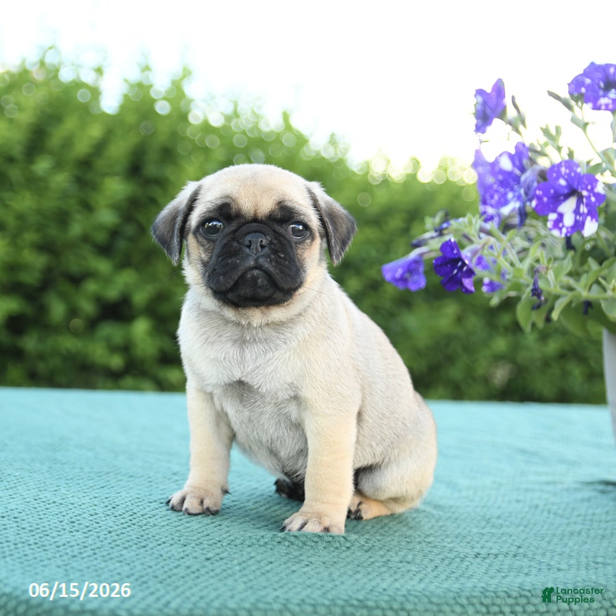 Pug dogs Jason - Ad 2