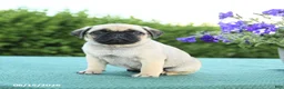 Pug dogs for sale: Jason - Ad 2