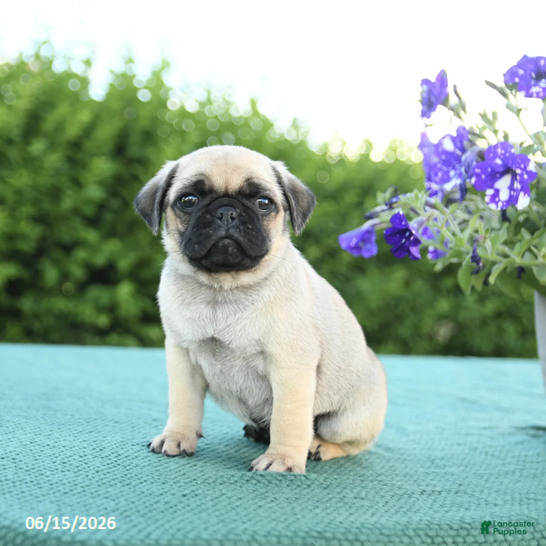 Pug dogs for sale: Jason - Ad 2