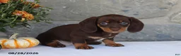 Miniature Dachshund dogs for sale: Hershey - Ad 4