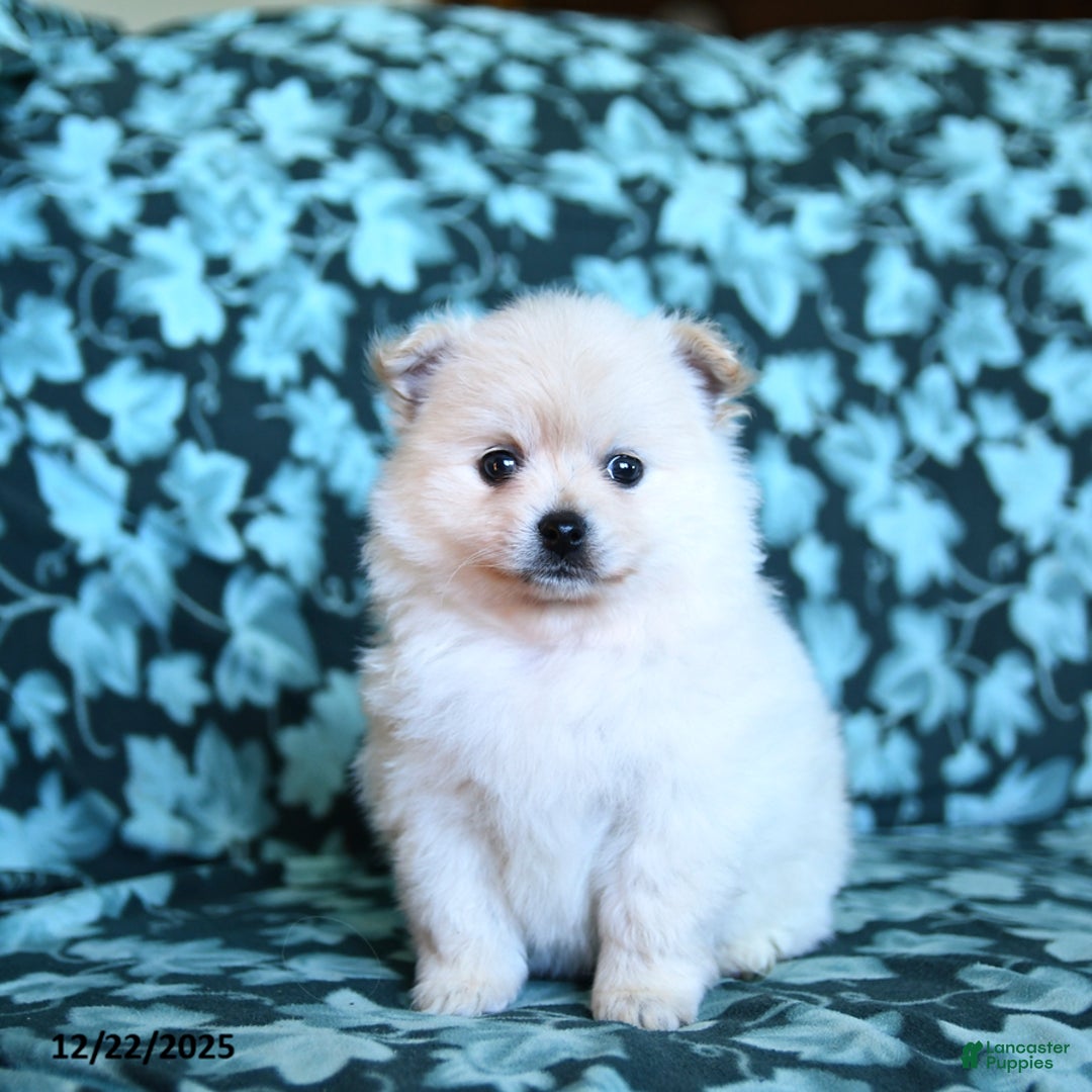 Pomeranian dogs for sale: Fluffy - Ad 5