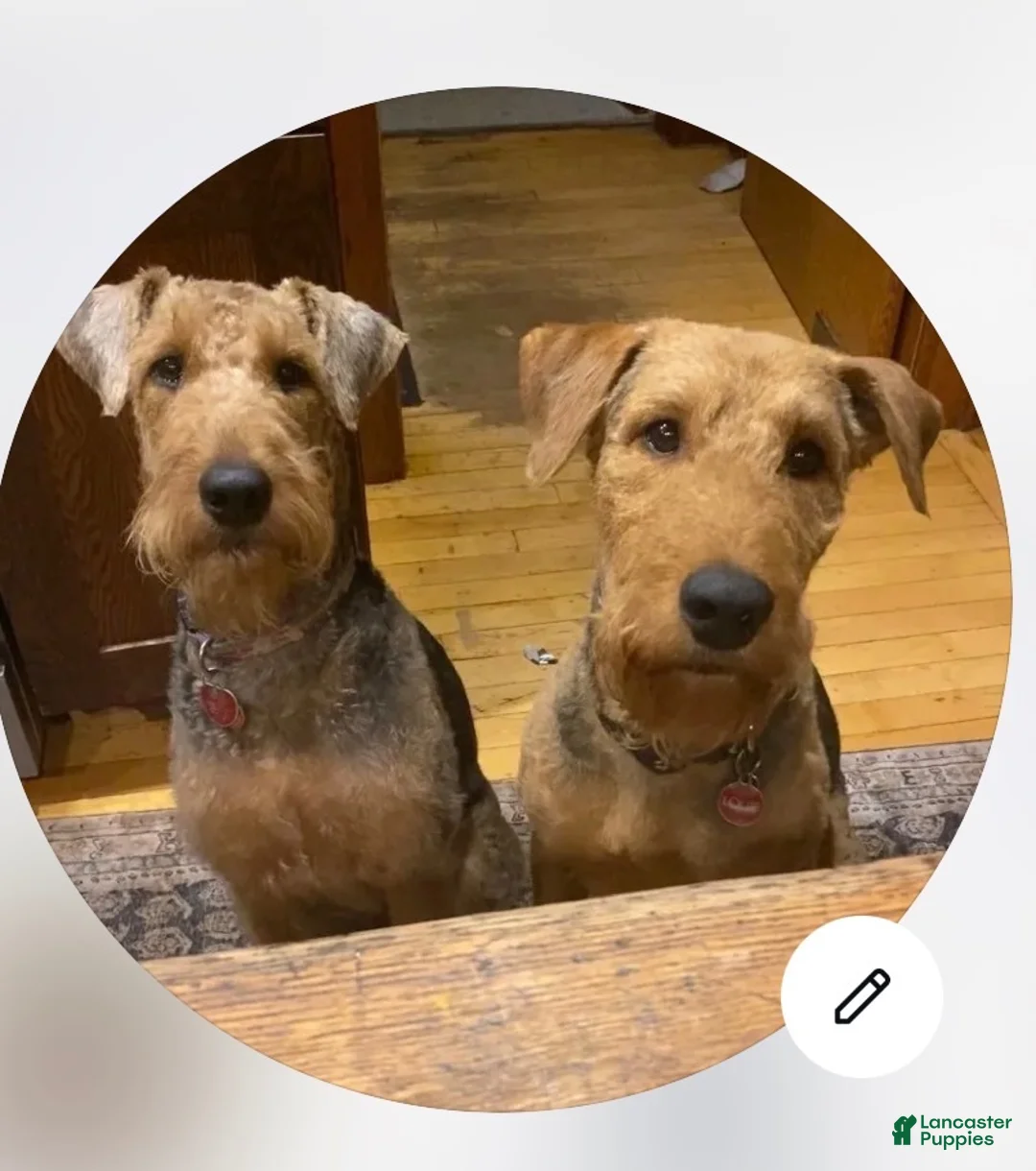 Airedale Terrier dogs for sale: Airedale Terrier 3 - Ad 1