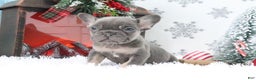 French Bulldog dogs for sale: Alex - Ad 2