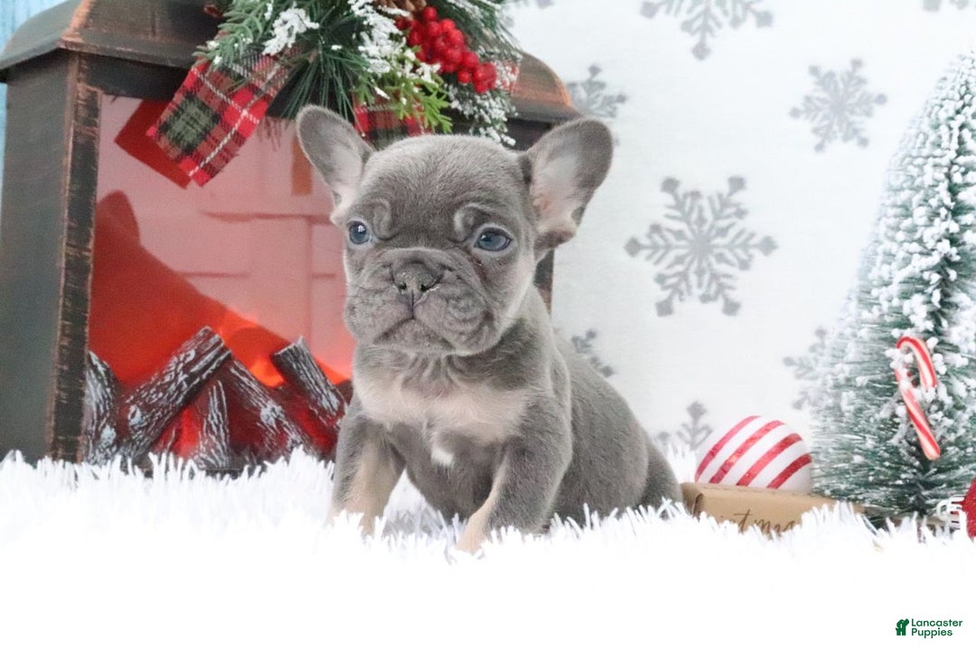 French Bulldog dogs for sale: Alex - Ad 2