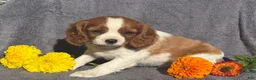 Cavalier King Charles Spaniel dogs for sale: Bonnie - Ad 3