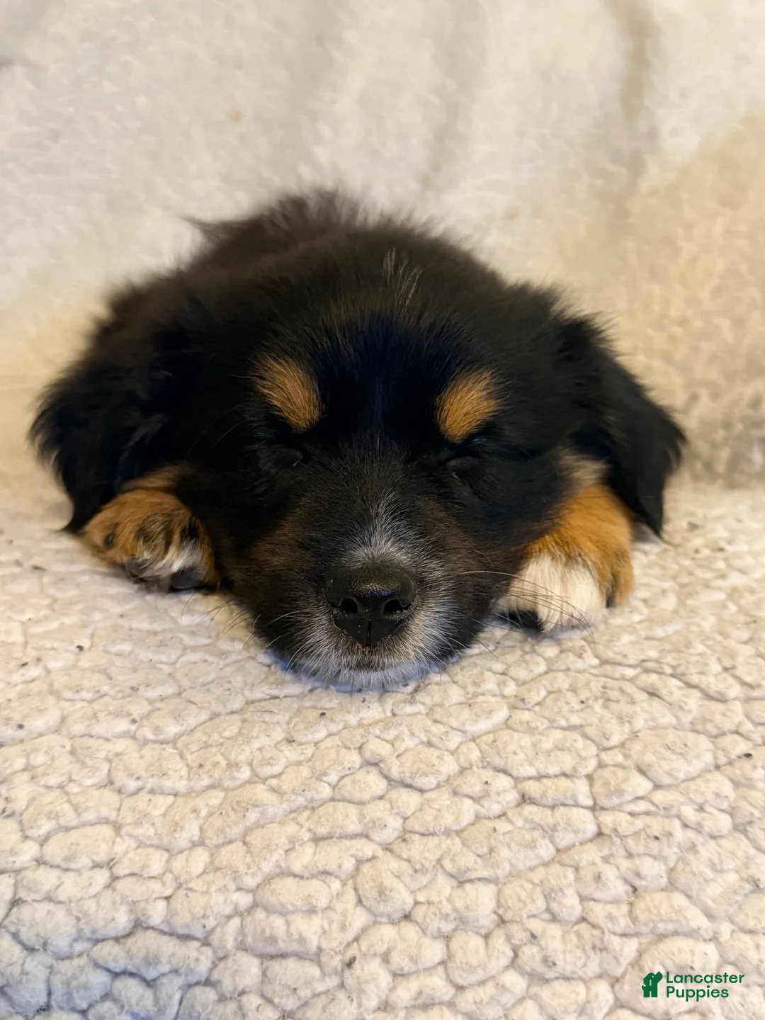 Miniature Australian Shepherd dogs for sale: Male #2 - Cassian - Ad 2