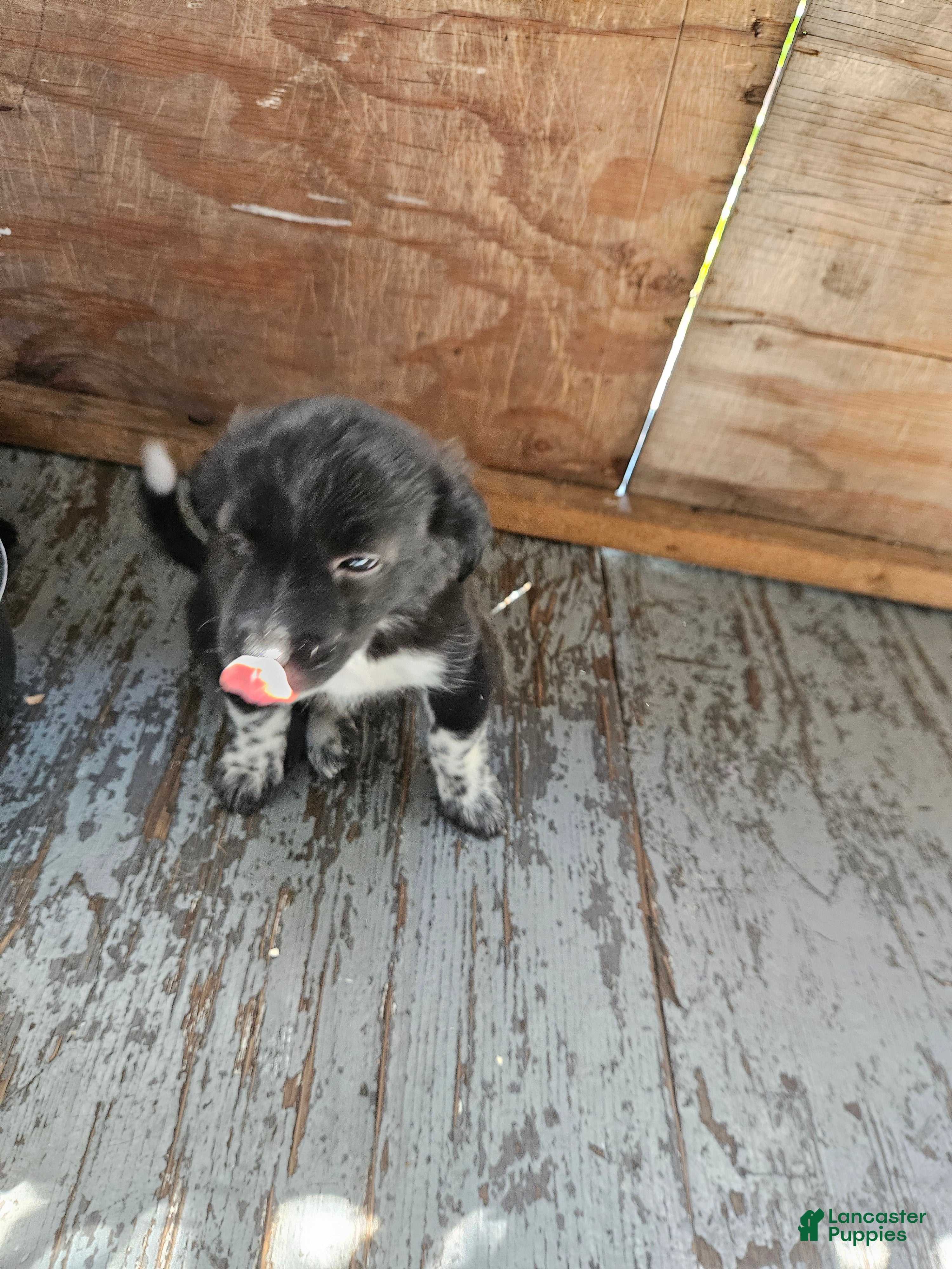 Havanese dogs Havanese 1 - Ad 2