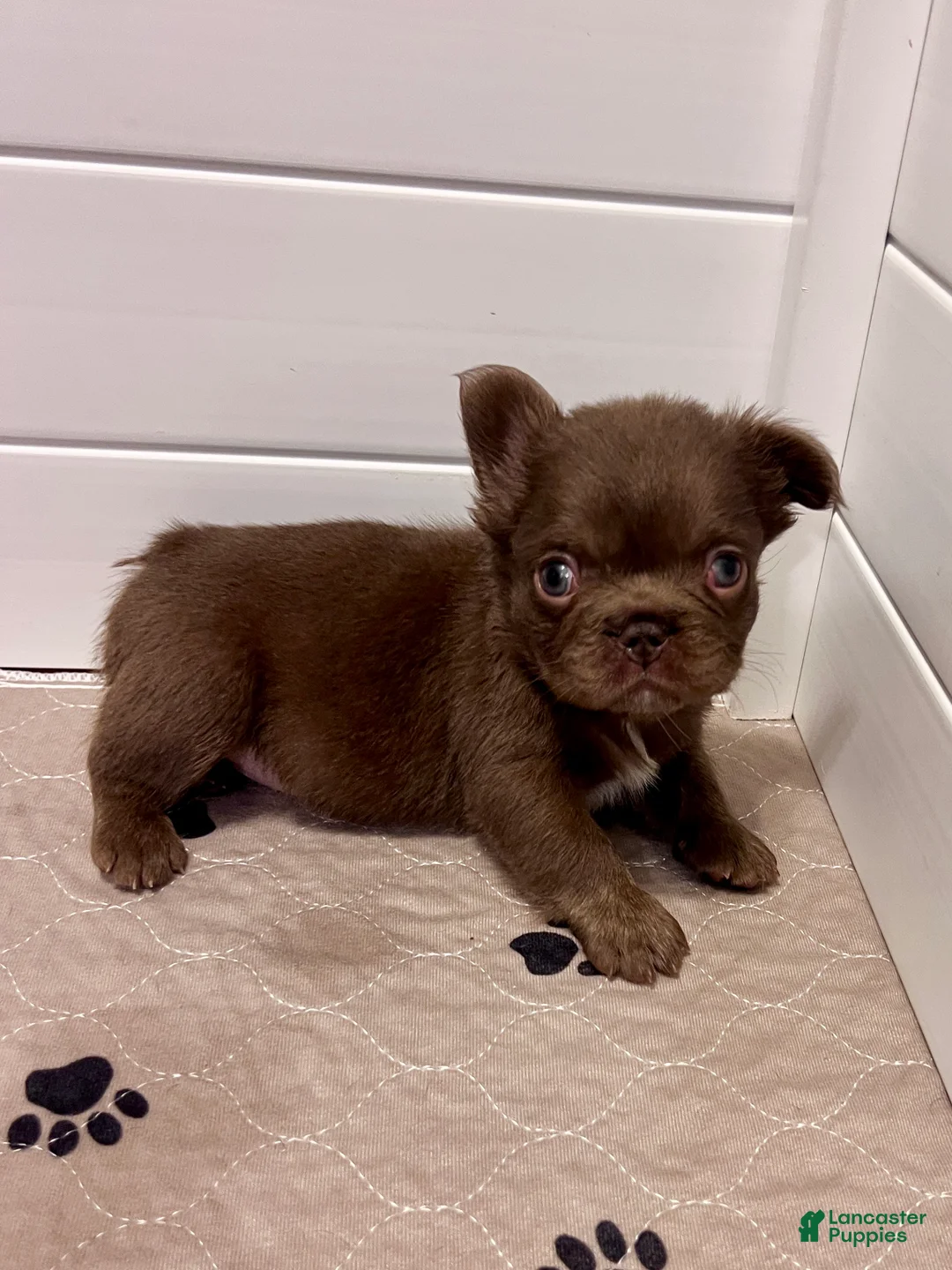 French Bulldog dogs for sale: Brownie - Ad 2