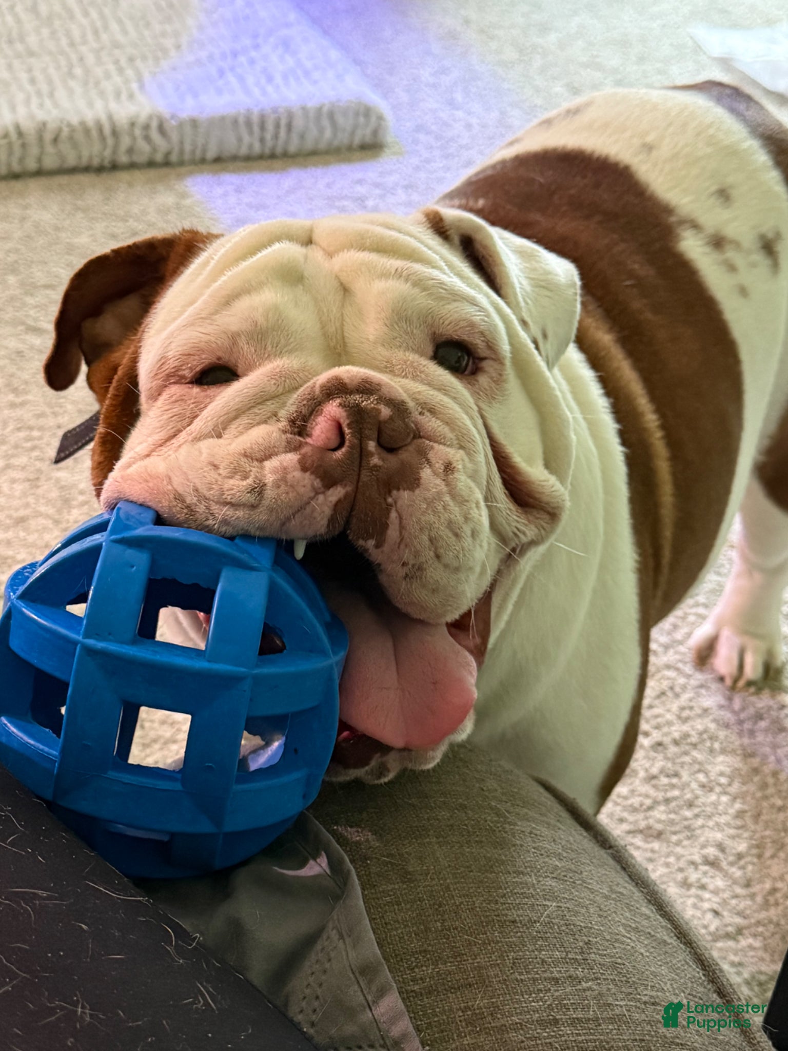 English Bulldog dogs Otis - Ad 12