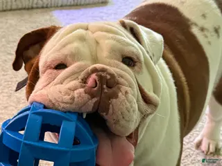 English Bulldog dogs Otis - Ad 12