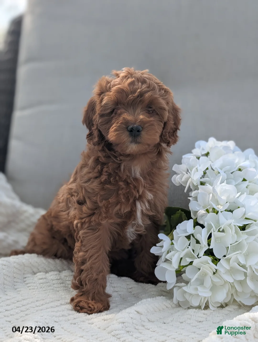 Cavapoo dogs for sale: Ashley - Ad 1