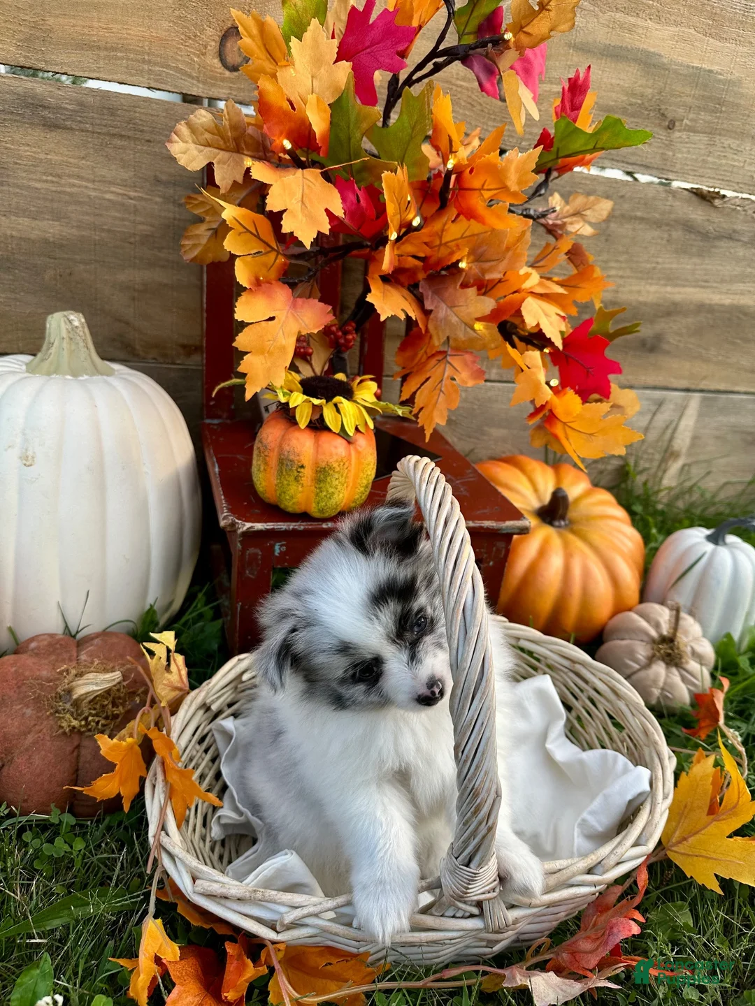 Pomeranian dogs for sale: Jordan - Ad 2