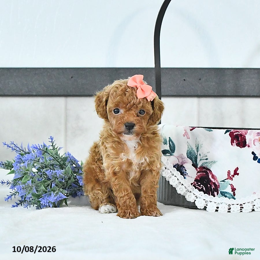 Audrey (Toy Poodle, Female) in LaGrange, IN