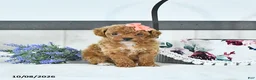 Toy Poodle dogs for sale: Audrey - Ad 1