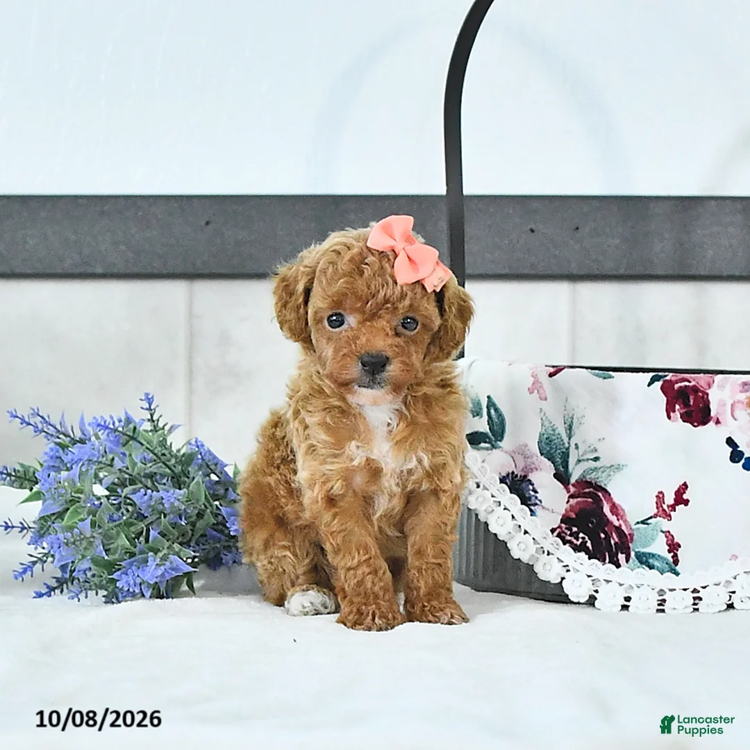 Toy Poodle dogs for sale: Audrey - Ad 1