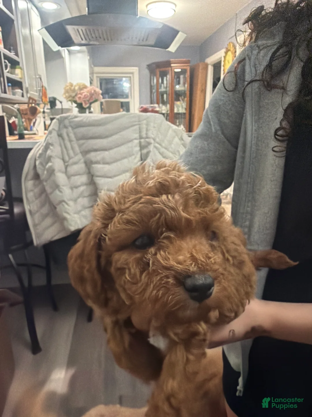 Miniature Poodle dogs for sale: Tori - Ad 1