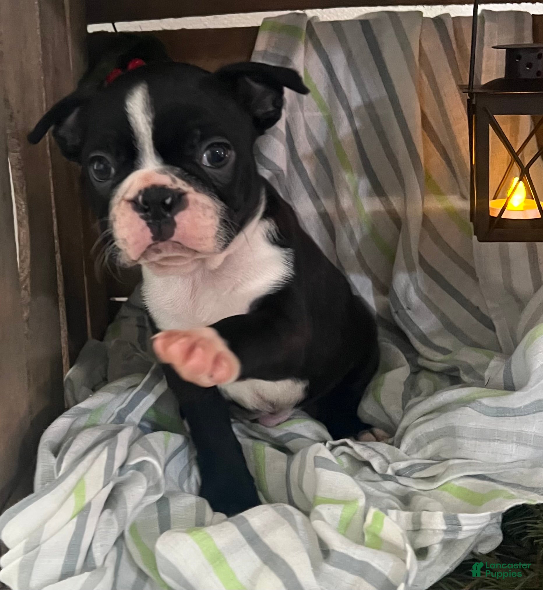 Boston Terrier dogs Max - Ad 36