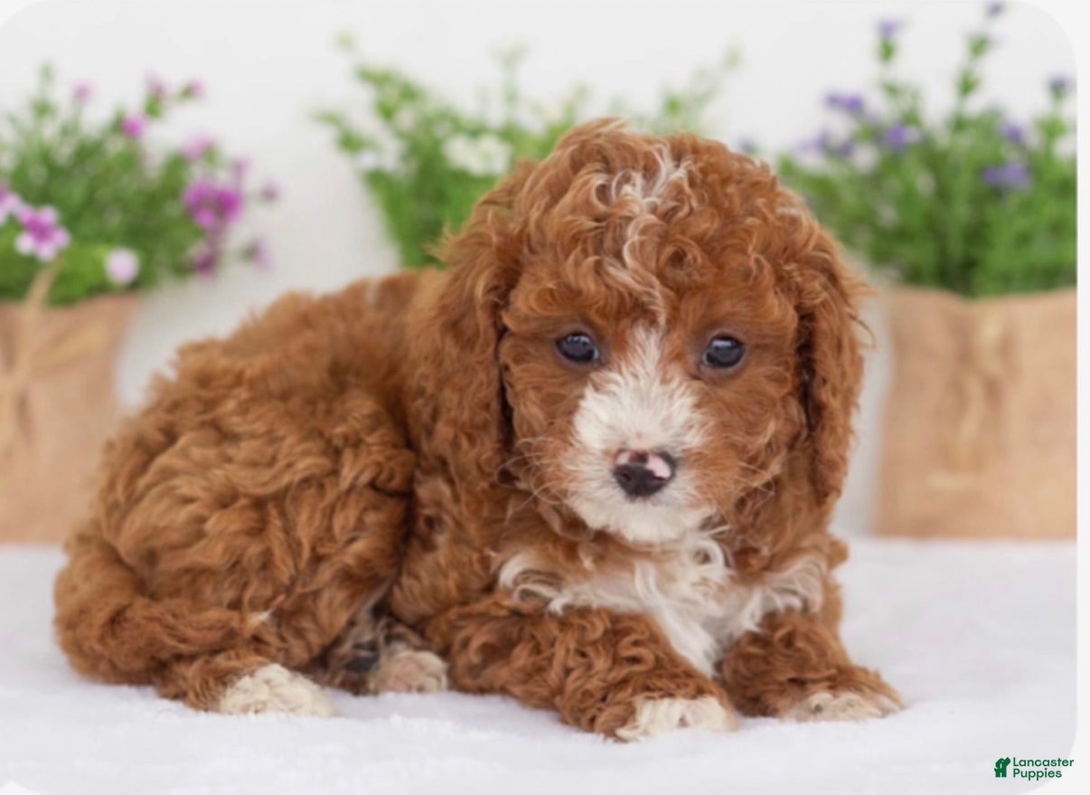 Goldendoodle dogs Goldendoodle 1 - Ad 2