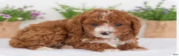 Goldendoodle dogs for sale: Goldendoodle 1 - Ad 2