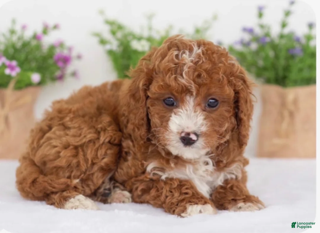 Goldendoodle dogs for sale: Goldendoodle 1 - Ad 2