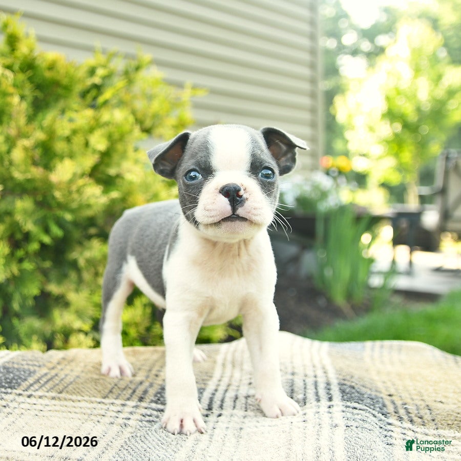 Boston Terrier dogs Baron  - Ad 1