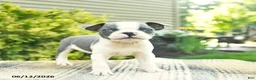 Boston Terrier dogs for sale: Baron  - Ad 1