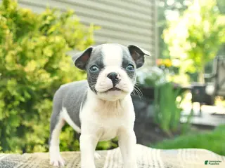 Boston Terrier dogs for sale: Baron - Ad 1