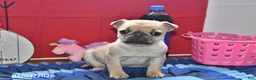 Pug dogs for sale: Beaula - Ad 5