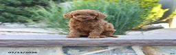 Miniature Poodle dogs for sale: Helina - Ad 1