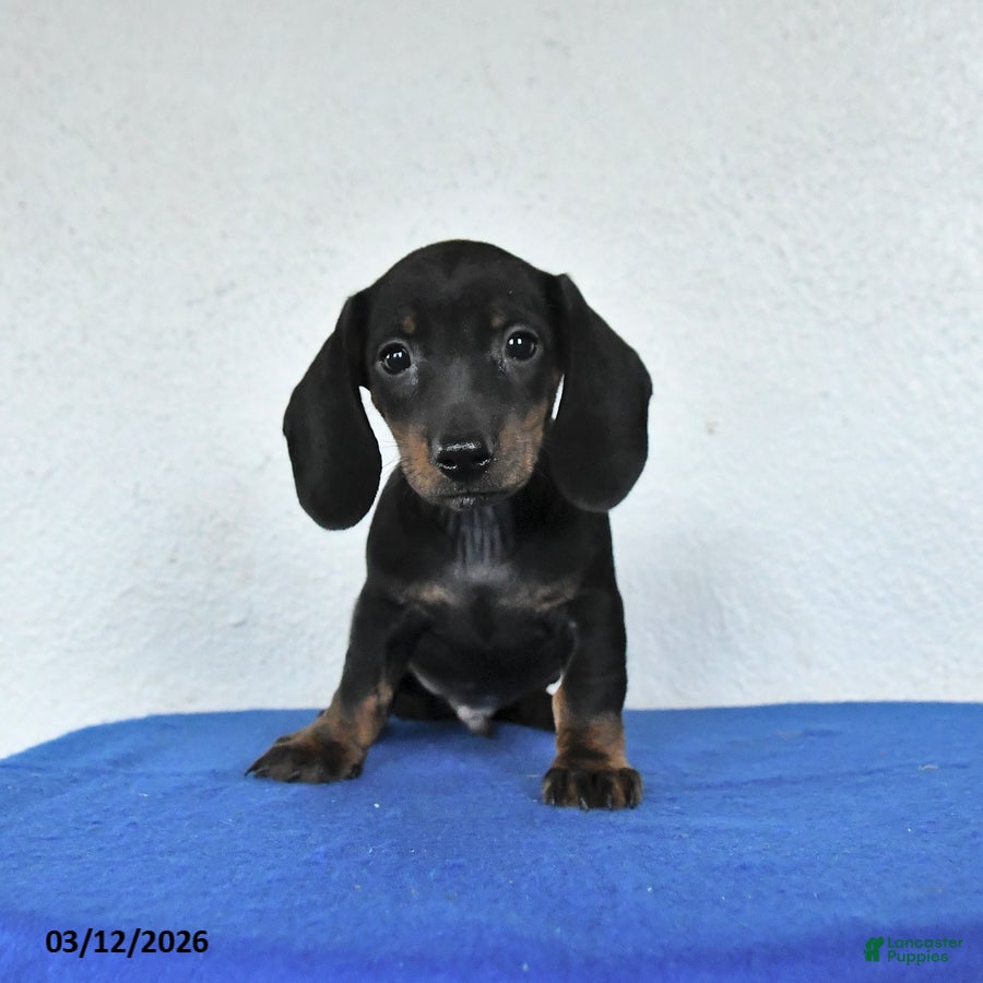 Miniature Dachshund dogs Milo - Ad 1