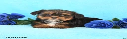 Yorkiepoo dogs for sale: Hailey - Ad 2