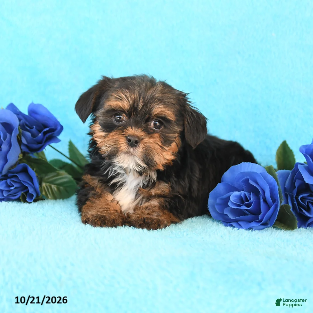 Yorkiepoo dogs for sale: Hailey - Ad 2