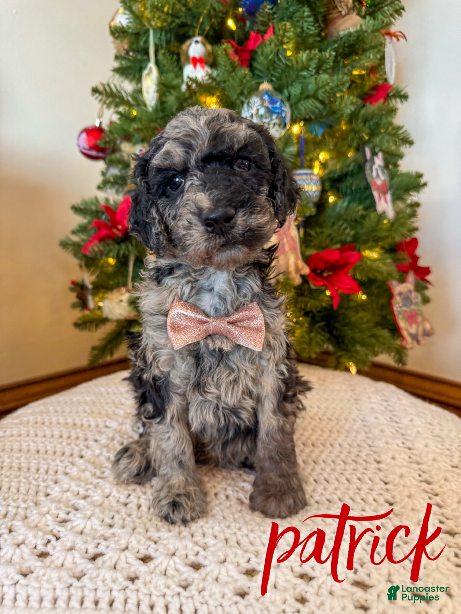 Mixed Breed dogs Patrick - Ad 2