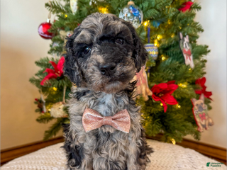 Mixed Breed dogs Patrick - Ad 2