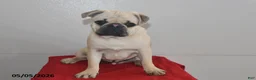 Pug dogs for sale: Billy - Ad 5