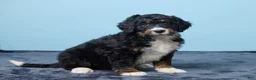 Bernedoodle dogs for sale: Joyce - Ad 3