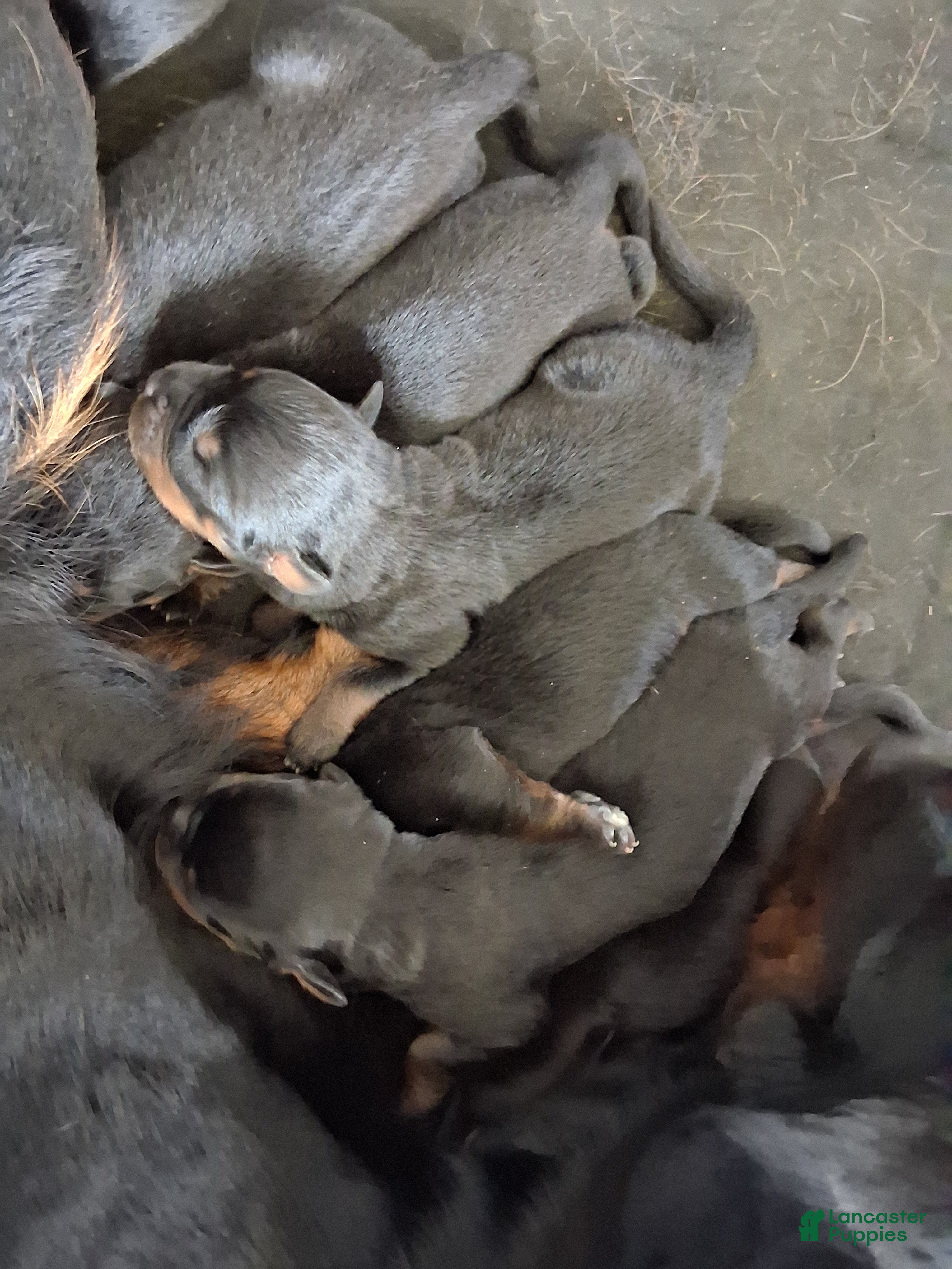 Rottweiler dogs Rottweiler Puppy 1 - Ad 29