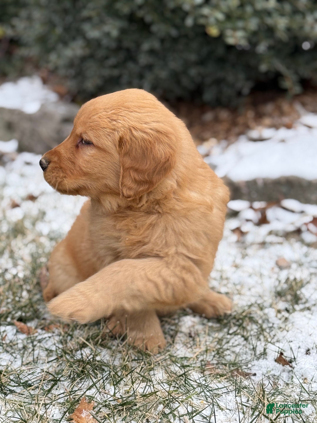 Golden Retriever dogs for sale: Sambo - Ad 3