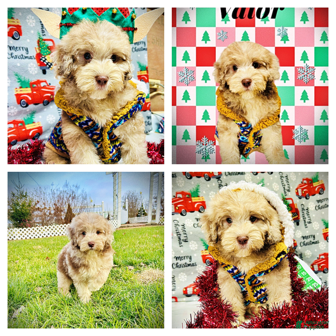 Havapoo dogs for sale: Valor - Ad 2